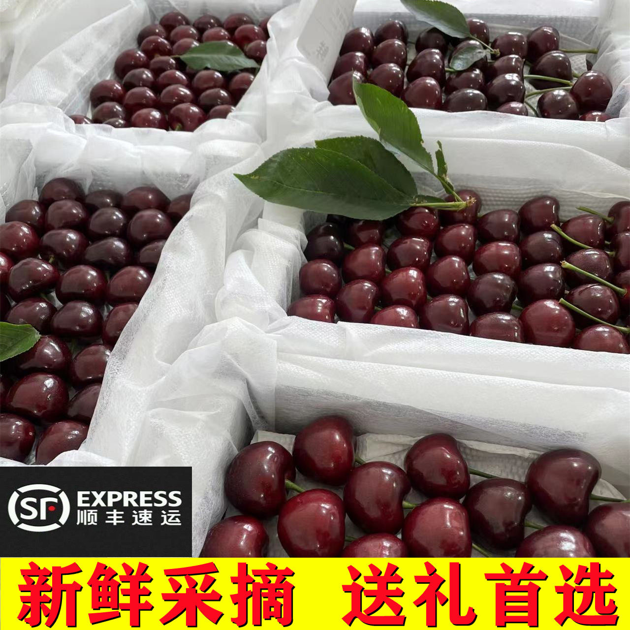 大连宾库先锋樱桃友谊现