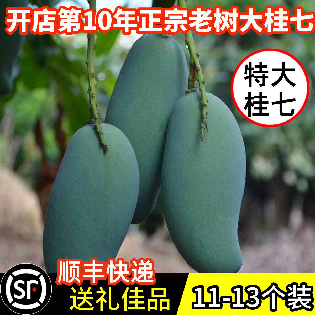 广西桂七芒百色田东果现