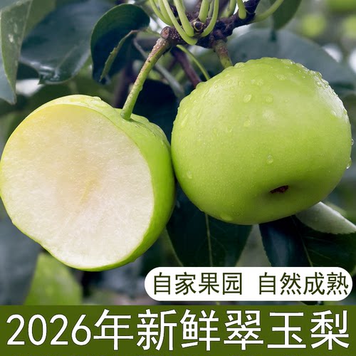 湖北翠玉梨苏翠一号梨新