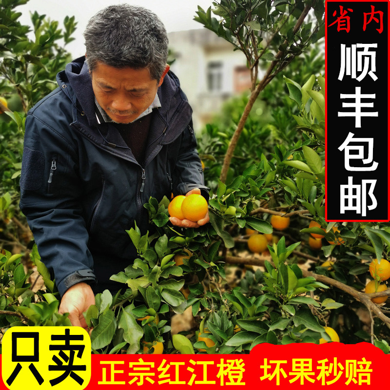 廉江红橙正宗小果农场新