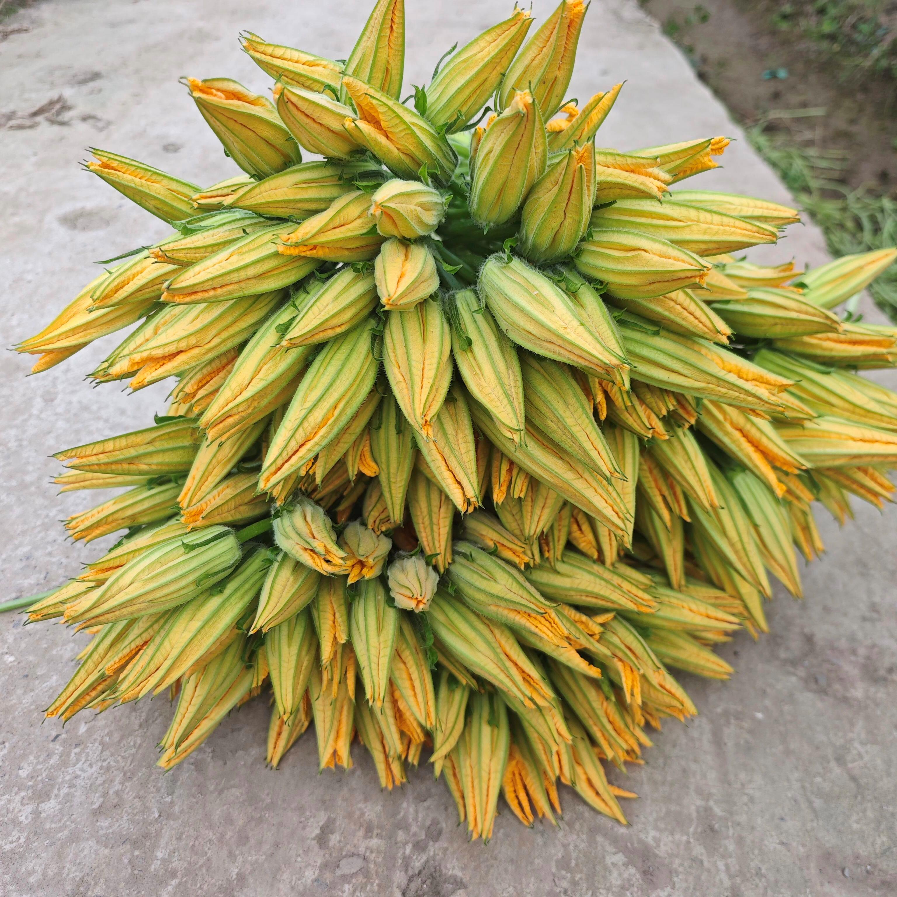 新鲜南瓜花鲜嫩多汁重庆