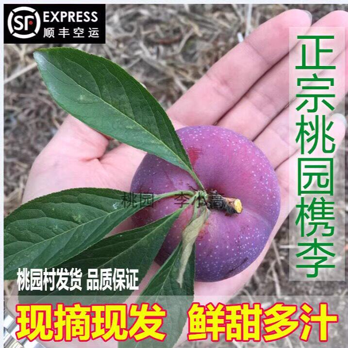 4斤桐乡特产李子醉李槜李