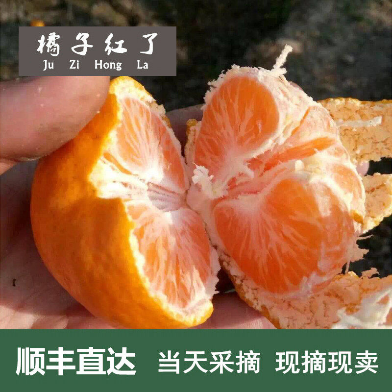 【橘子红了御贡】临海涌泉蜜桔当季无核宫川桔子黄岩新鲜水果蜜橘