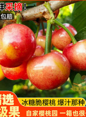 陕西正宗布鲁克斯樱桃国