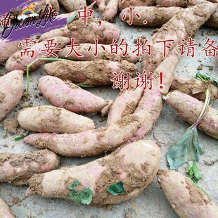 贵州本地红薯新鲜农家自种花心红薯沙地现挖粉糯甜地瓜老品种番薯