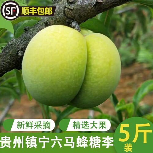 顺丰现摘贵州镇宁六马蜂