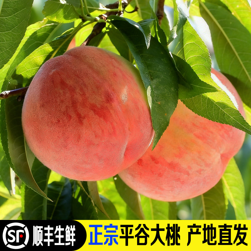 平谷大桃水蜜鲜北京新鲜