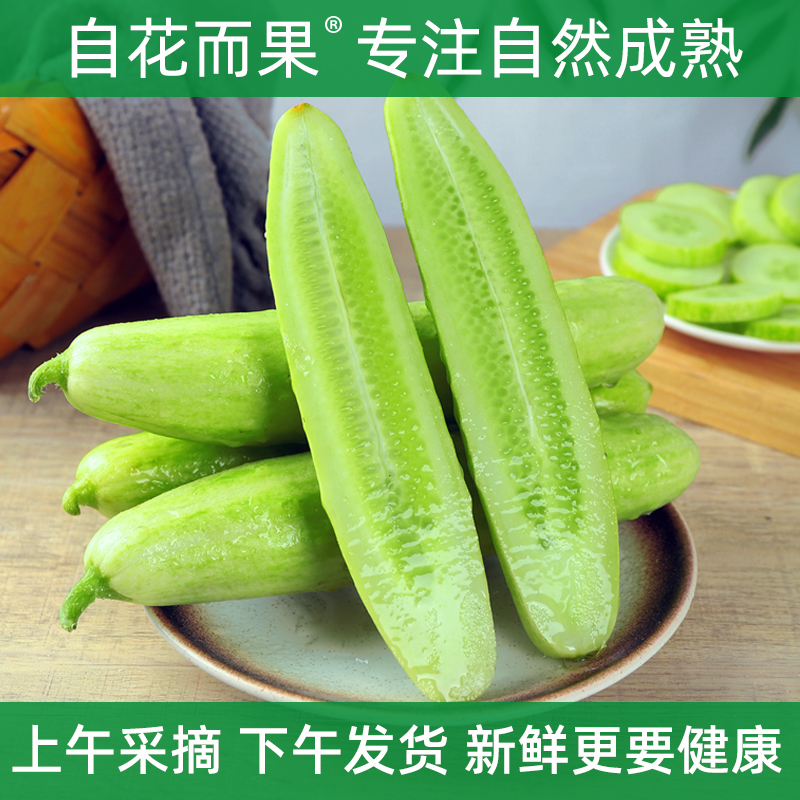 海阳白玉黄瓜新鲜甜脆口