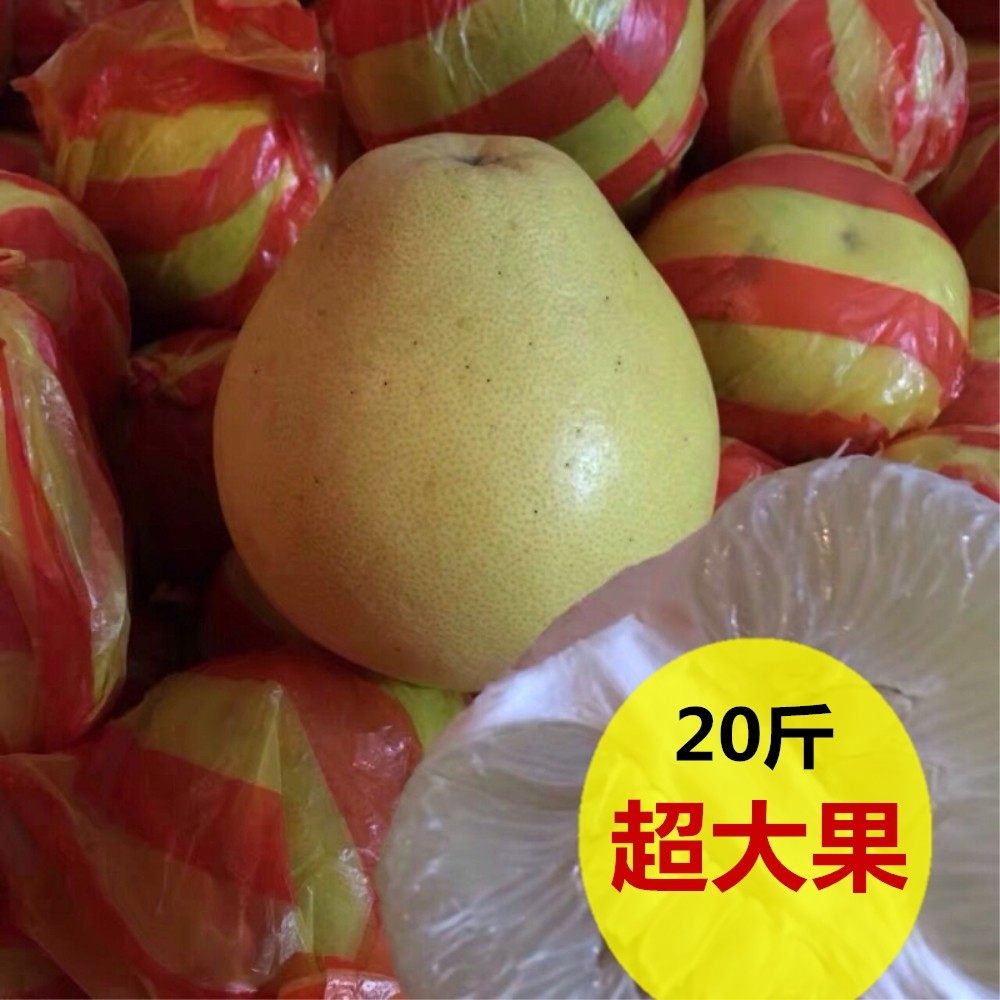 湖南怀化安江雪峰冰糖柚子新鲜药柚小苦柚单果600克以上特大果50