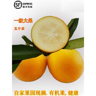 广西特产融安金桔滑皮金钱桔新鲜应季水果5斤顺丰礼盒装一级大果
