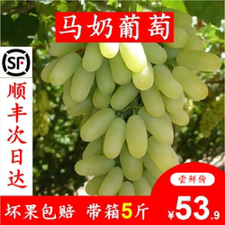 白马奶葡萄宣化牛奶葡萄新鲜当季水果超甜青提子整箱5斤顺丰空运