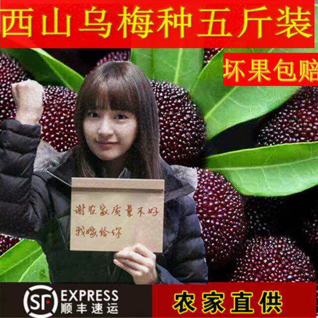 苏州西山杨梅浪荡子现摘