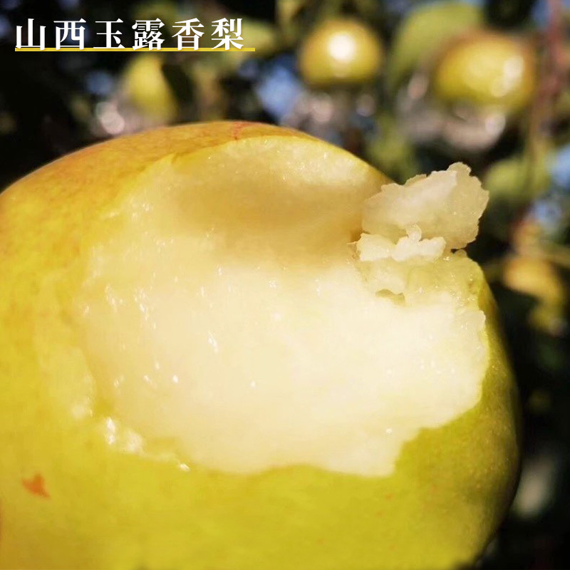 每天水果优选 山西玉露香梨脆梨多汁香甜酥梨整箱顺丰包邮