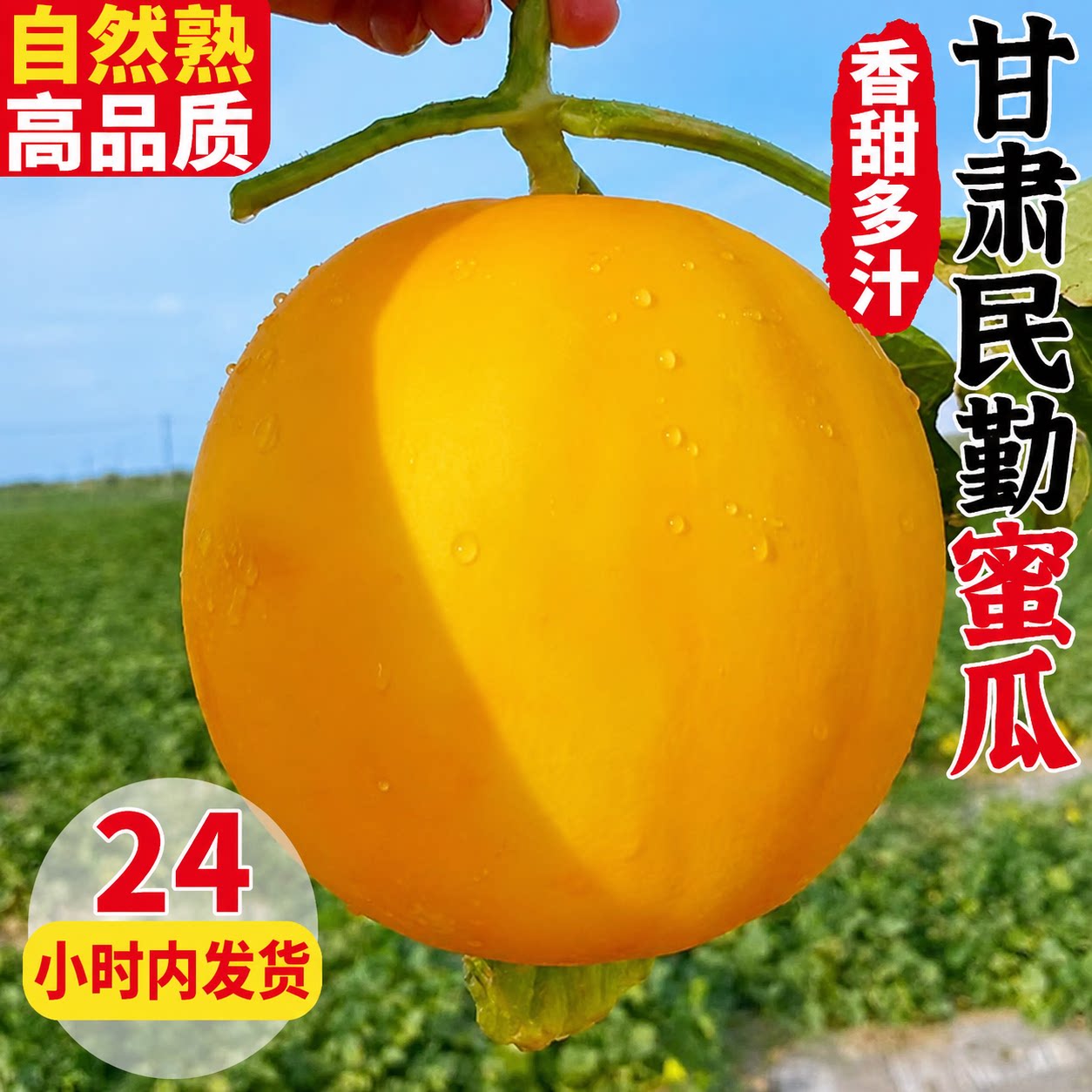 甘肃民勤沙漠黄河蜜瓜哈