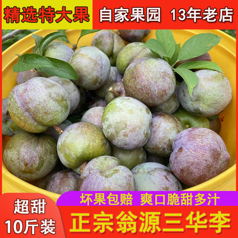 正宗韶关翁源三华李新鲜