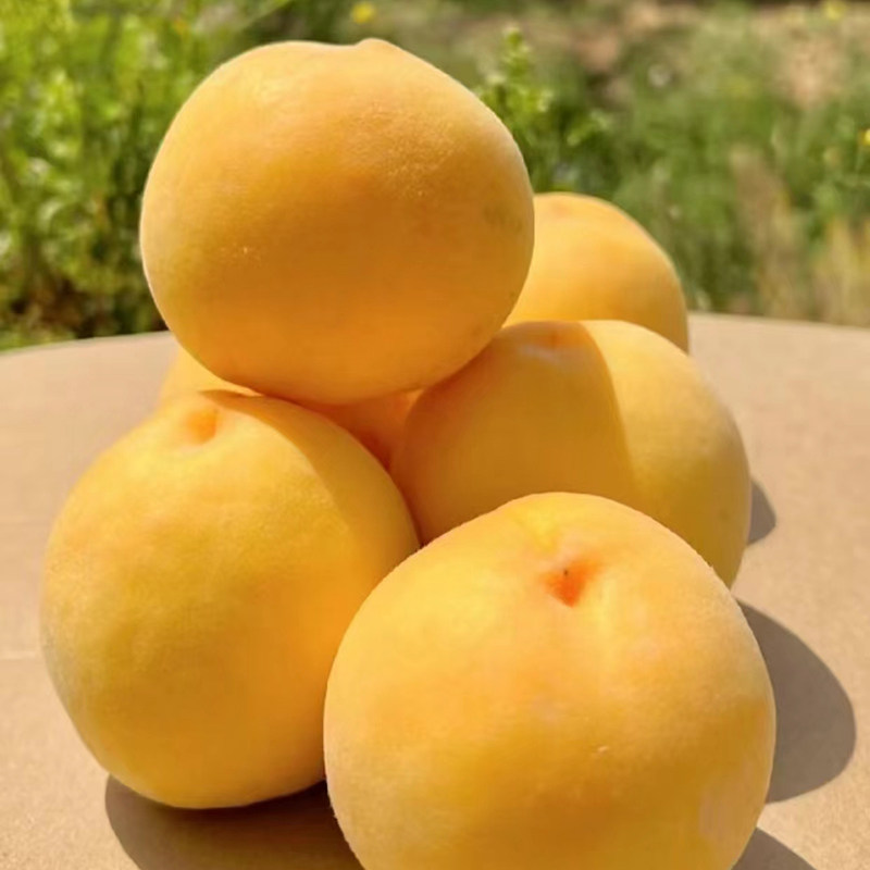 山东蒙阴黄桃新鲜水果桃
