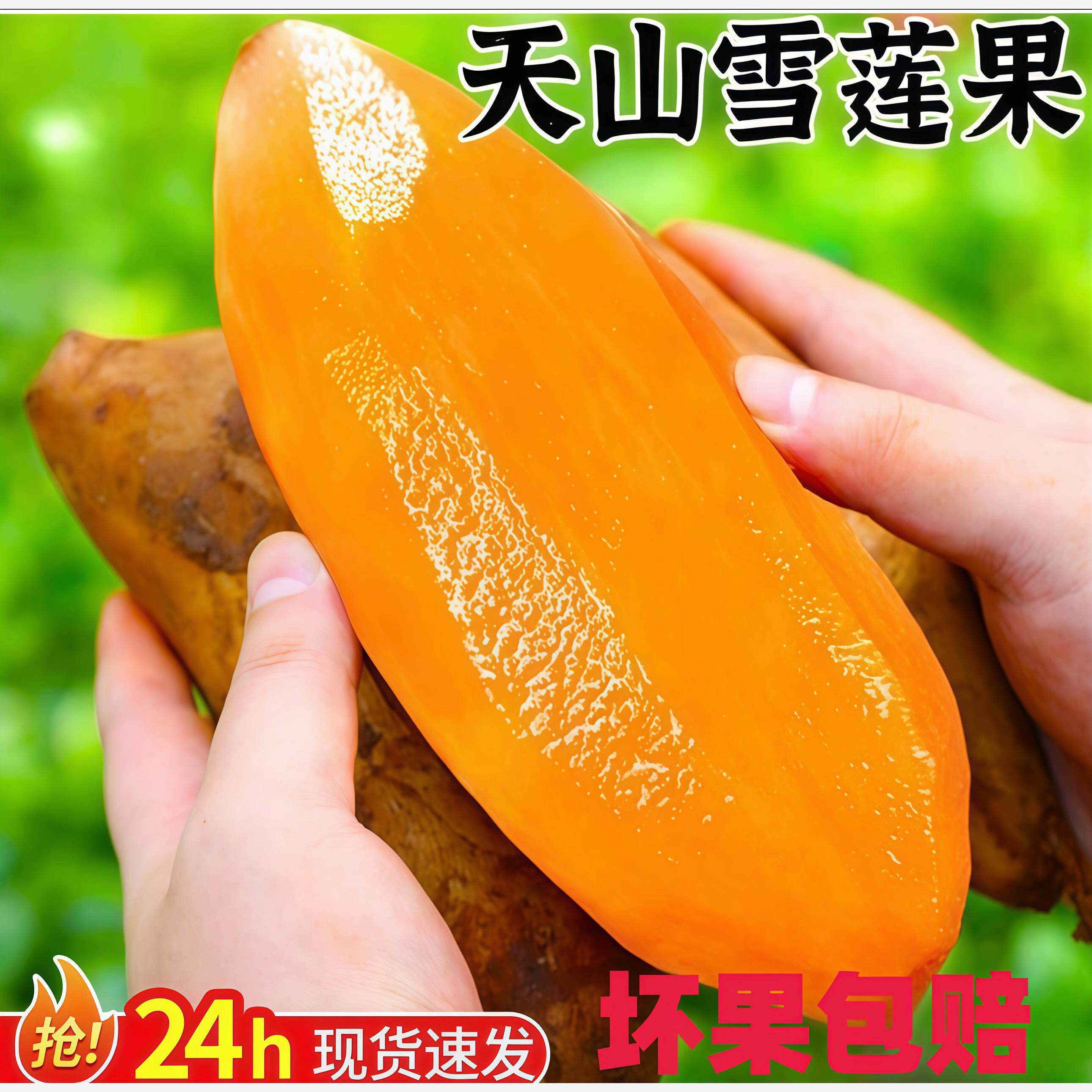 现货速发云南天山雪莲果