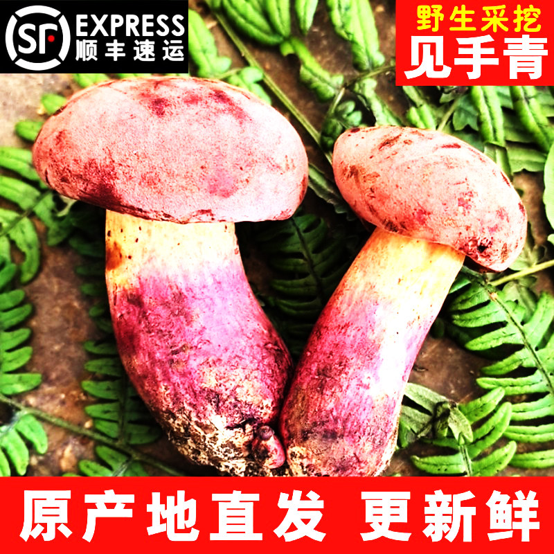 见手青新鲜云南野生菌红