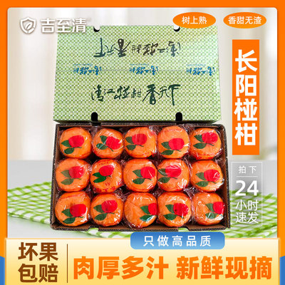 宜昌长阳清江椪柑岩松坪