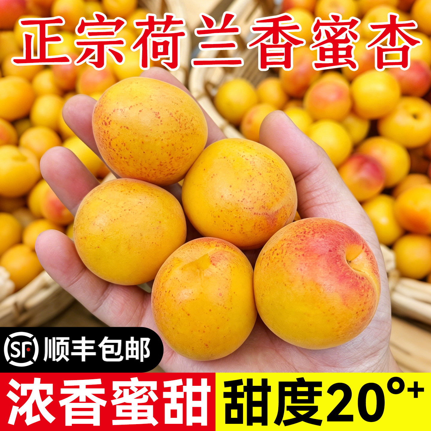 正宗山东荷兰香蜜杏新鲜