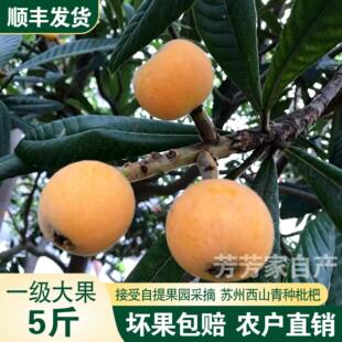 苏州西山青种枇杷特大果pk东山白玉沙枇杷西塘琵琶新鲜孕妇水果礼
