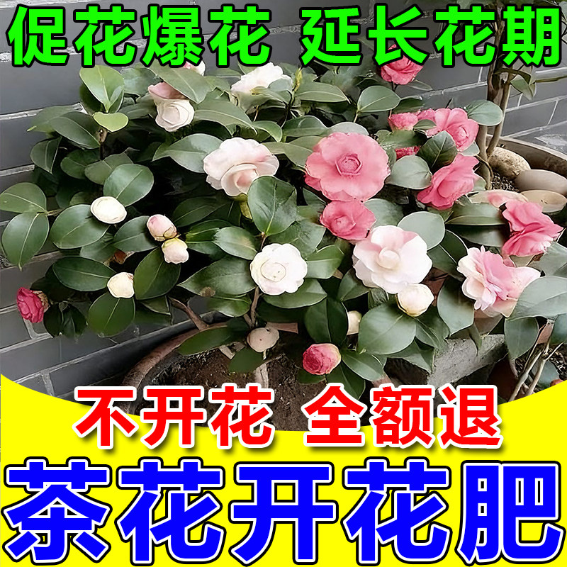 茶花专用肥促开花爆花肥料速效爆花催花素防黄叶茶花黑斑病营养液,鲜花速递/花卉仿真/绿植园艺,家庭园艺肥料,淘宝优惠券,粉丝福利购,淘宝优惠卷