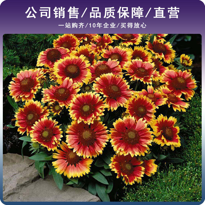 花种籽子四季播种开花易活花籽室内外阳台庭院盆栽花籽天人菊种子