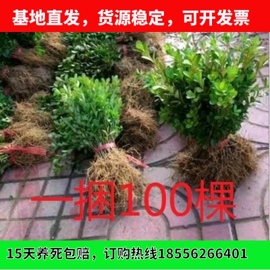 庭院绿化苗木黄杨树苗瓜子黄杨小