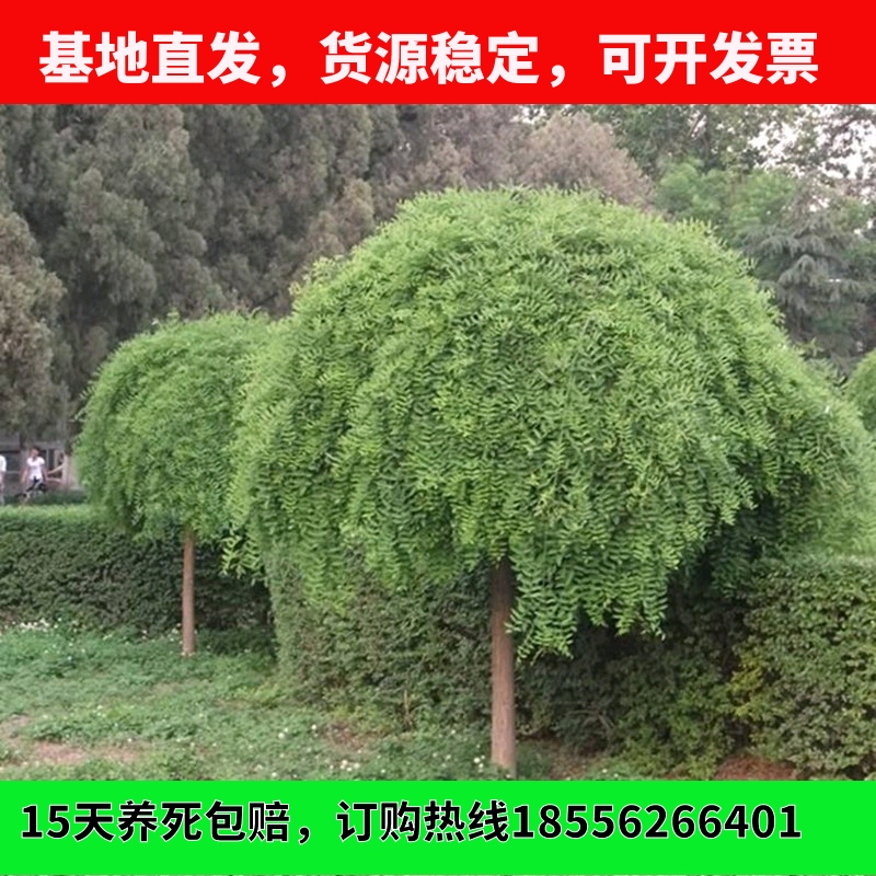龙爪槐垂槐黄金槐国槐绿化树苗正