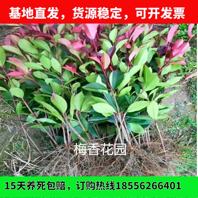 红叶石楠红叶石兰庭院绿化树红罗宾红叶石楠树苗火焰红北方耐寒