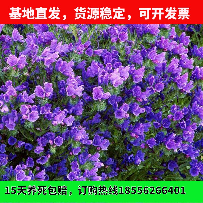 蓝蓟种子庭院花园阳台花种盆栽露地播花境保健美容容易