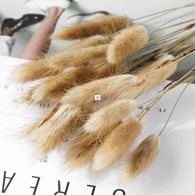 30pcs real pampas grass decor natural dried flowers rabbit