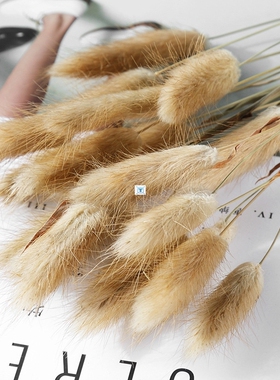 30pcs real pampas grass decor natural dried flowers rabbit