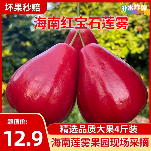 海南红宝石莲雾大果新鲜