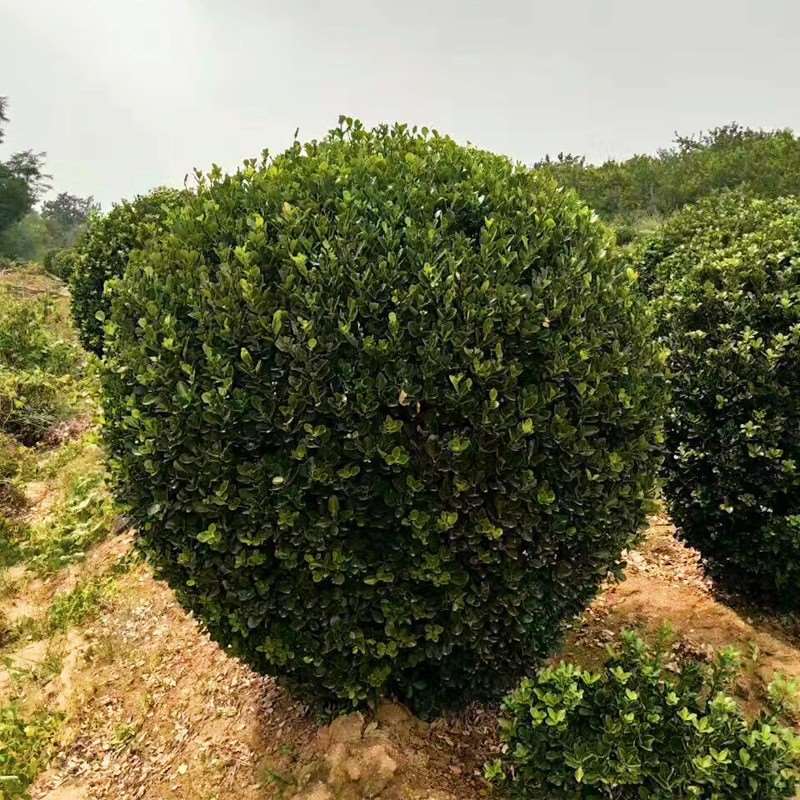 大叶冬青球四季常青地栽耐寒植物花卉球型庭院围墙篱笆树绿化苗木