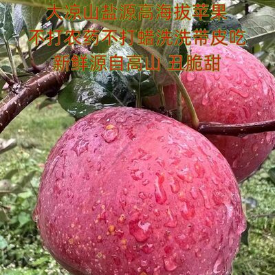 大凉山盐源苹果丑苹果冰糖心现摘