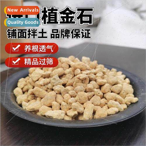 The original imported plant gold stone orchid special planti