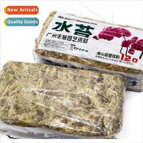 Natural dry water moss butterfly orchid succulent dendrobium