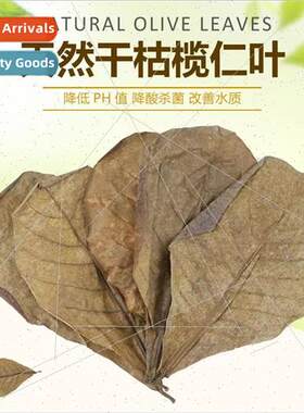 Natural dried olive leaves aquarium aquascape decoration yel
