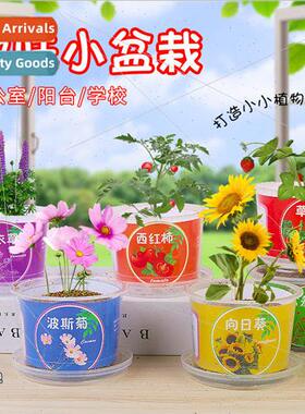 Childrens handmade homework DIY plant small potted plants ki