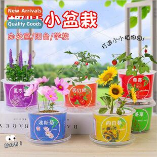 Childrens handmade homework DIY plant small potted plants ki