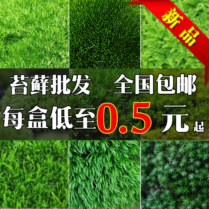 鲜活苔藓微景观生态瓶diy白发藓盆景假山装饰水陆缸植物材料青苔