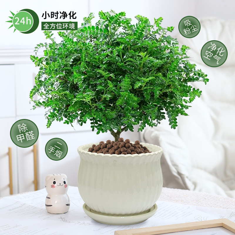 正宗清香胡椒木盆栽驱蚊草植物