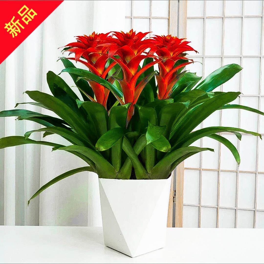 鸿运当头盆栽室内水培绿植四季