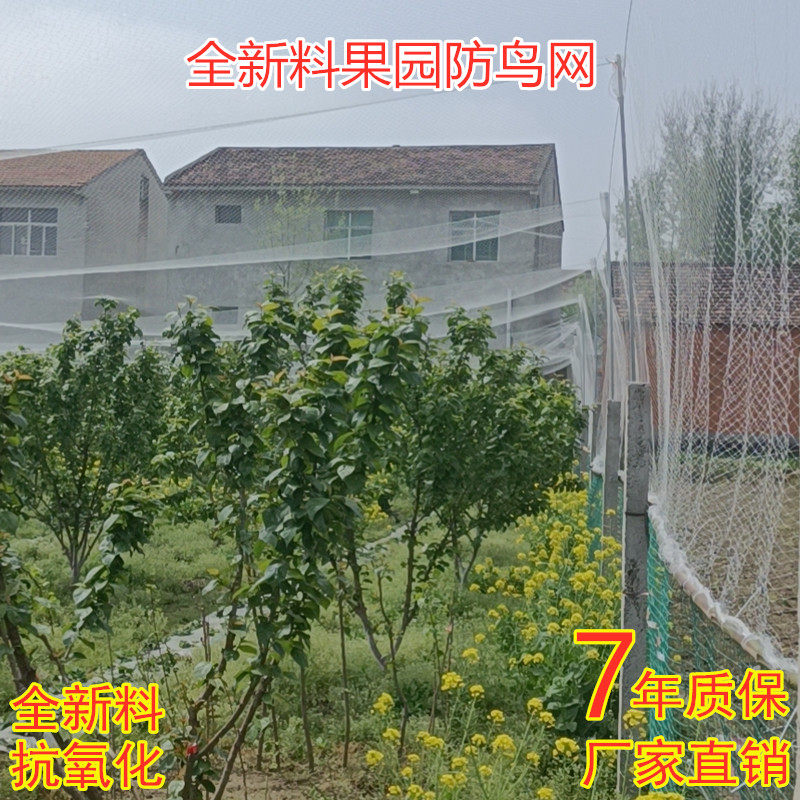 热销抗氧化透明尼龙防鸟网稻谷网农用防鸟网