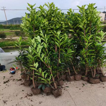 法国冬青树苗别墅庭院围墙篱笆大叶植物四季常青苗圃基地带土发货