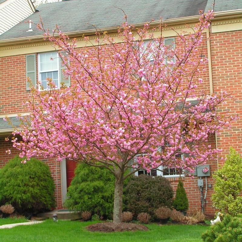 树苗别墅庭院种植大型风景树地栽盆栽染井吉野日本当年开花卉