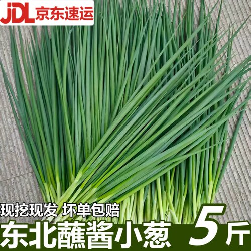 东北小葱新鲜香葱蘸酱菜现挖现发