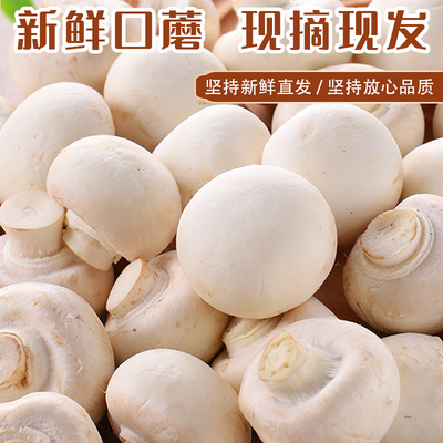 新鲜口蘑现摘双孢菇白蘑菇新鲜口蘑时令食用烧烤网红蔬菜包邮500g