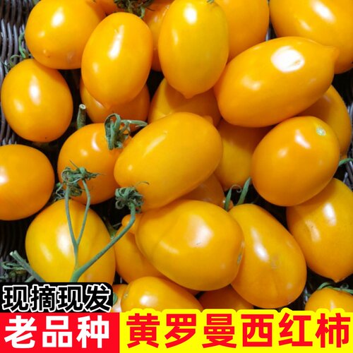 东北黄柿子黄罗曼番茄